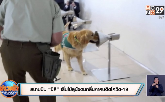 สนามบิน “ชิลี” เริ่มใช้สุนัขดมกลิ่นหาคนติดโควิด-19