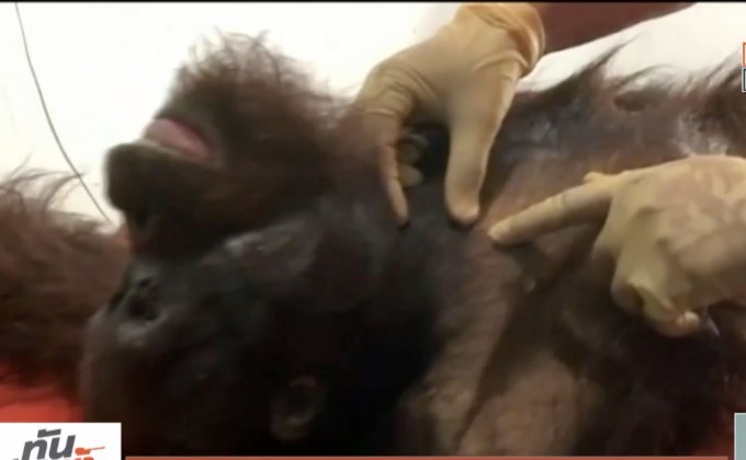 ​อุรังอุตังบอร์เนียวถูกปืนอัดลมยิงจนตายในอินโดฯ