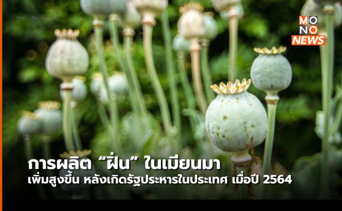 การผลิตฝิ่นในเมียนมาเพิ่มสูงขึ้น หลังเกิดรัฐประหารใน พ.ศ 2564