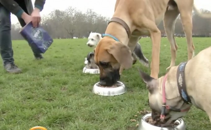 อาหารสุนัขจากแมลง เอาใจสายรักษ์โลก