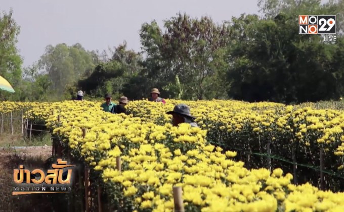 ปลูกดอกเบญจมาศแทนการทำนา
