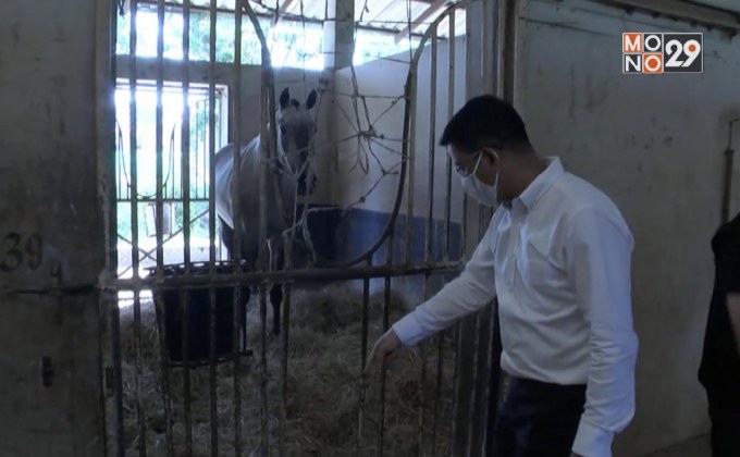 ปศุสัตว์ชี้ม้าแข่งที่โคราชตาย เกิดจากกาฬโรคแอฟริกา