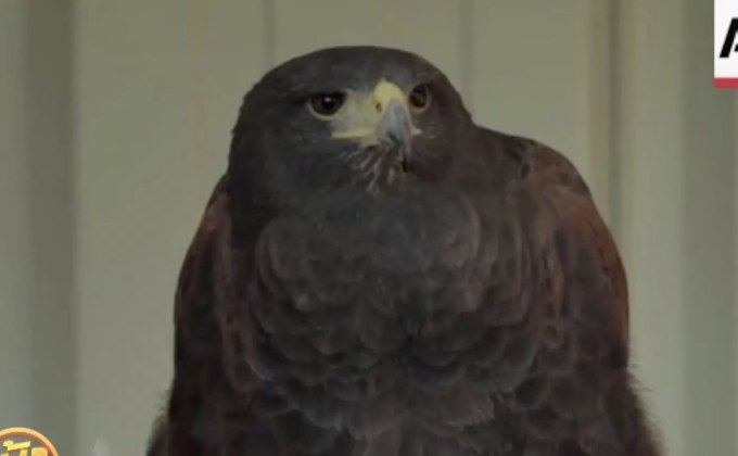 สถานีรถไฟในลอนดอนใช้เหยี่ยวไล่นกพิราบ