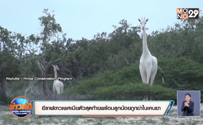 ยีราฟขาวเพศเมียตัวสุดท้ายพร้อมลูกน้อยถูกฆ่าในเคนยา