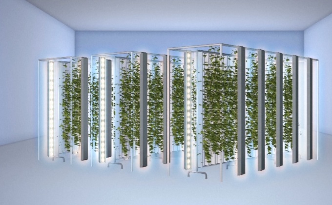 บ.ในสหรัฐฯ ปลูกพืชในแนวตั้ง