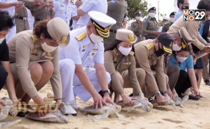 ทัพเรือภาค 3 ปล่อยเต่าทะเล เนื่องในวันแม่แห่งชาติ