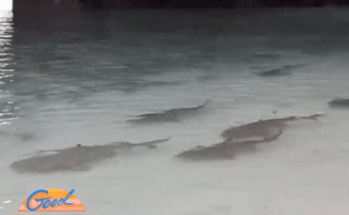 ฮือฮา ฝูงฉลามว่ายน้ำตื้นที่เกาะห้องมองเห็นชัดเจน