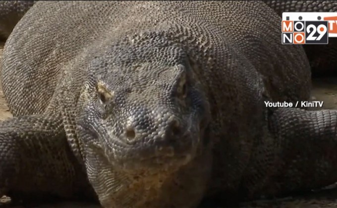 อินโดนีเซียยกเลิกการปิดเกาะโคโมโด