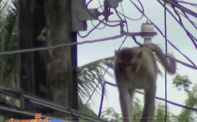 ลิงแสมวัดป่าศิลาวิเว​กบุกร้านค้า จ.มุกดาหาร