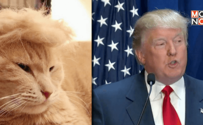 เทรนด์ทำผมแมวให้เหมือนโดนัลด์ ทรัมป์