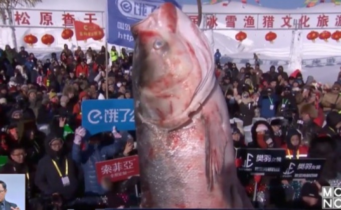 ขาย “ปลายักษ์” 4.4 ล้านบาทจากเทศกาลจับปลาในจีน