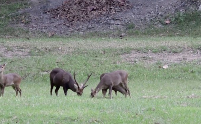 จับตาวันนี้ ซาฟารีห้วยขาแข้ง ควรสร้างหรือไม่