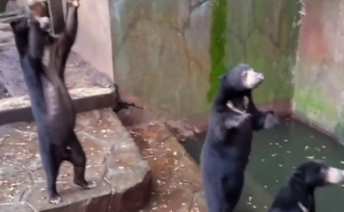 เรียกร้องให้ปล่อยหมีออกจากสวนสัตว์ในอินโดฯ