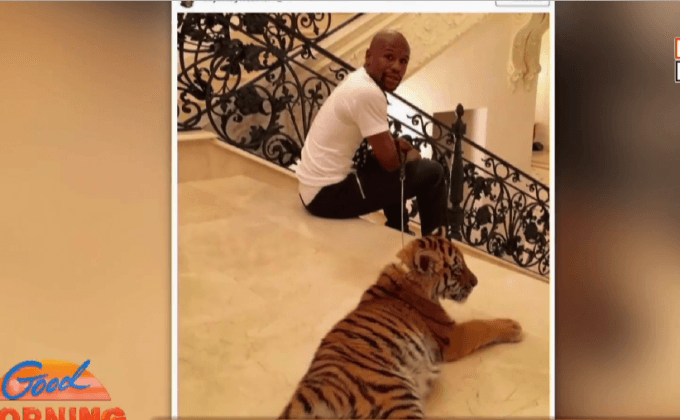 นางแบบวิจารณ์ “ฟลอยด์” เลี้ยงเสือในบ้าน