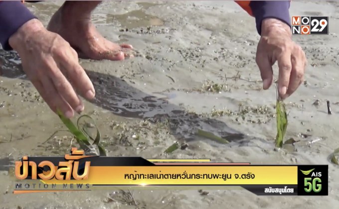 หญ้าทะเลเน่าตายหวั่นกระทบพะยูน จ.ตรัง