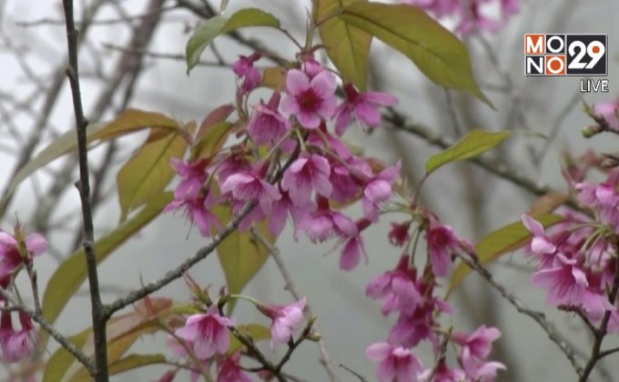 ดอยอินทนนท์ ซากุระเมืองไทยบานสะพรั่ง รับลมหนาว