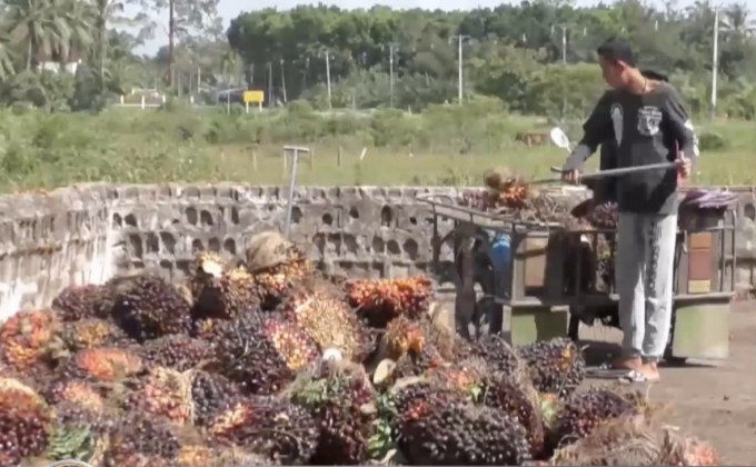 เร่งขายปาล์มฯ หลังราคากิโลกรัมละ 6 บาท