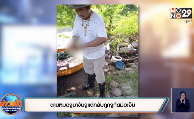 ตามหมองูมาจับงูแต่กลับถูกงูกัดมือเจ็บ