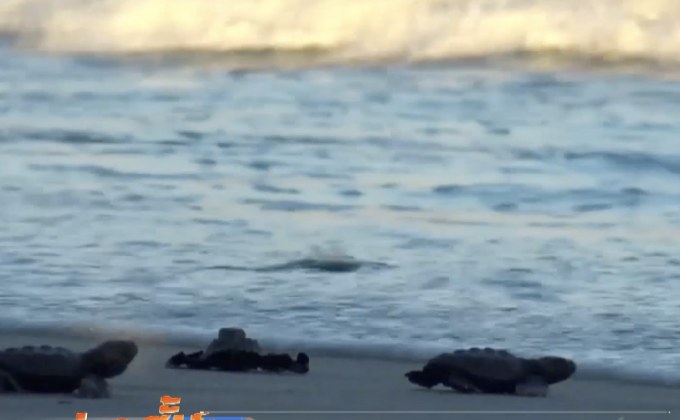 เม็กซิโกปล่อยลูกเต่าหลายหมื่นตัวคืนสู่ธรรมชาติ