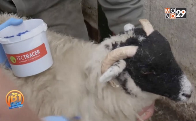 “ไมโครดอท” เทคโนโลยีป้องกันสัตว์ถูกขโมย