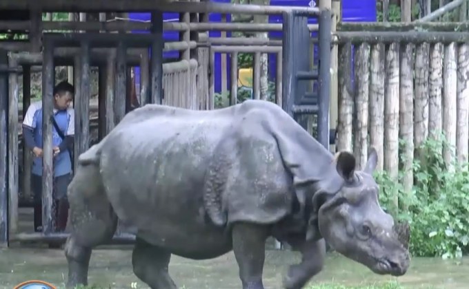 เลี้ยงขันโตก’กาลิ’ แรดในไทย ต้อนรับ ‘วันแรดโลก’