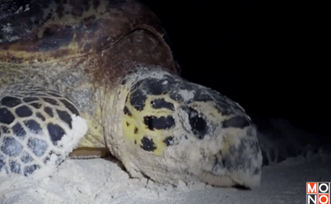 ตามรอยเต่าทะเลด้วยสัญญาณดาวเทียม