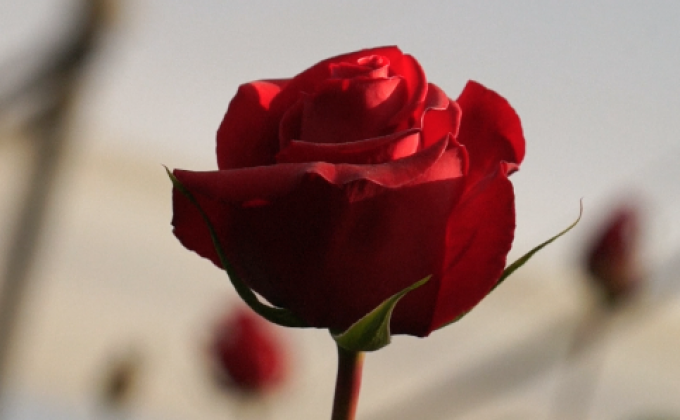 เอกวาดอร์ หวังทุบสถิติจัดดอกไม้ขนาดใหญ่ที่สุดในโลก