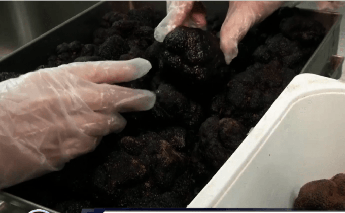 เห็ดทรัฟเฟิล สมบัติล้ำค่าของสเปน