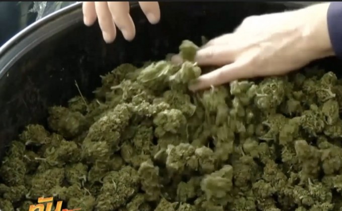 ​“สนช.” ไฟเขียว พ.ร.บ.ยาเสพติด ใช้กัญชาทางการแพทย์