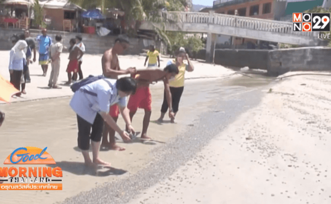 แตกตื่น!ซากสัตว์ทะเลนับแสน ตายเกลื่อนหาดดังภูเก็ต
