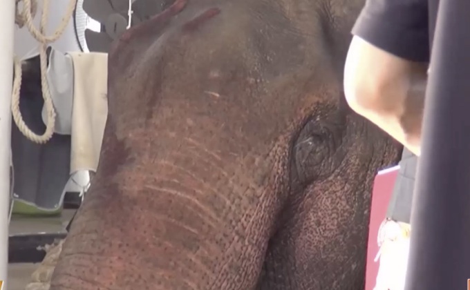 แพทย์เผย “พลายชมพู” กระดูกสันหลังหัก เส้นประสาทฉีกขาด