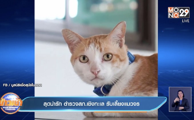 สุดน่ารัก ตำรวจสภ.เชิงทะเล รับเลี้ยงแมวจร