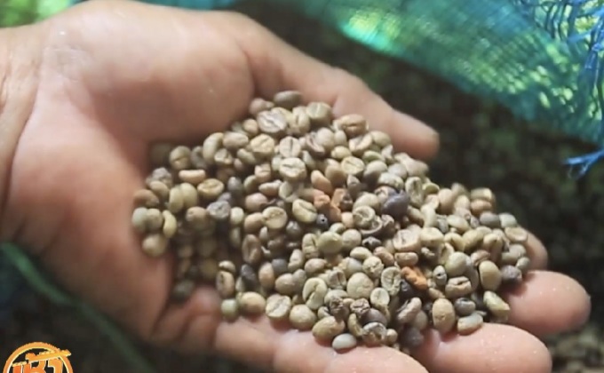 สภาพอากาศกระทบคุณภาพ “กาแฟเวียดนาม”