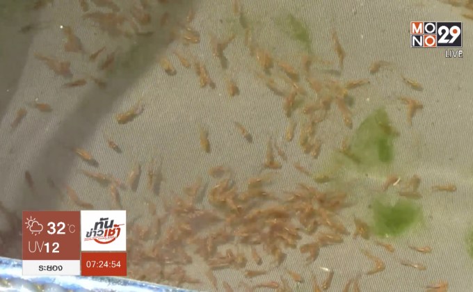 เกษตรกรเมืองตรัง เพาะลูกปลาช่อนขายรายได้งาม