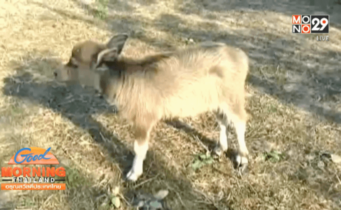 ชาวบ้านผวา ฝูงหมาดำบุกกัดลูกกระบือตายหลายตัว 