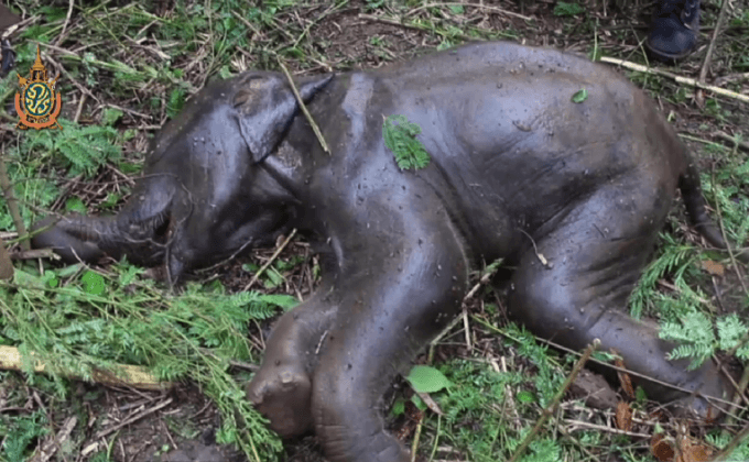 พบลูกช้างป่าล้มไม่ทราบสาเหตุ