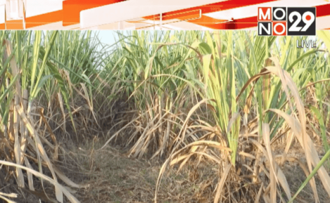 ไร่อ้อยขาดน้ำ เสียหายหลายร้อยไร่