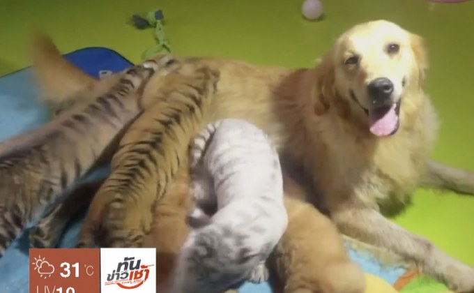 แม่สุนัขเลี้ยง “ลูกเสือ-สิงโต-ไฮยีนา”