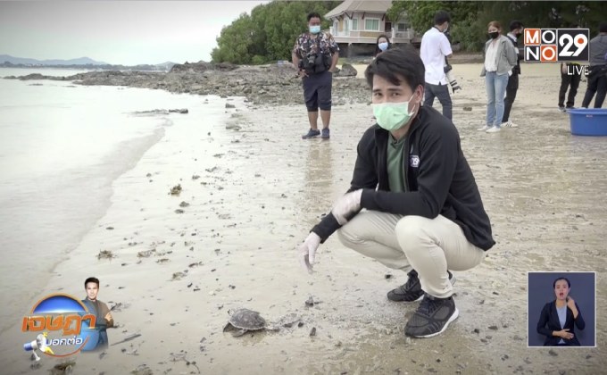 ศูนย์อนุรักษ์พันธุ์เต่าทะเลสัตหีบ พร้อมเปิดรับนทท.