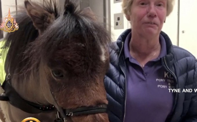 อังกฤษเริ่มฝึกม้านำทางผู้พิการทางสายตา