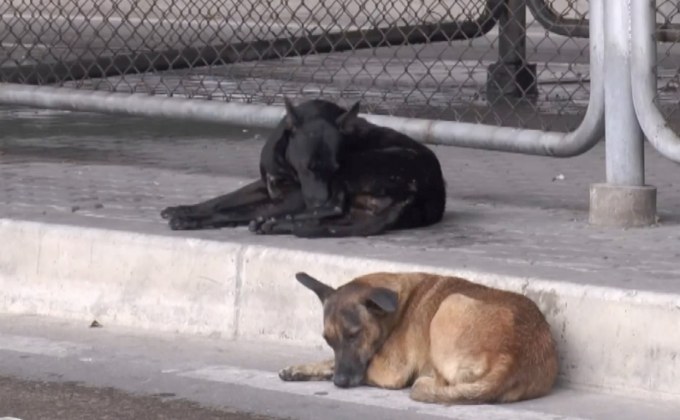 นนทบุรีประกาศเขตเฝ้าระวังโรคพิษสุนัขบ้า