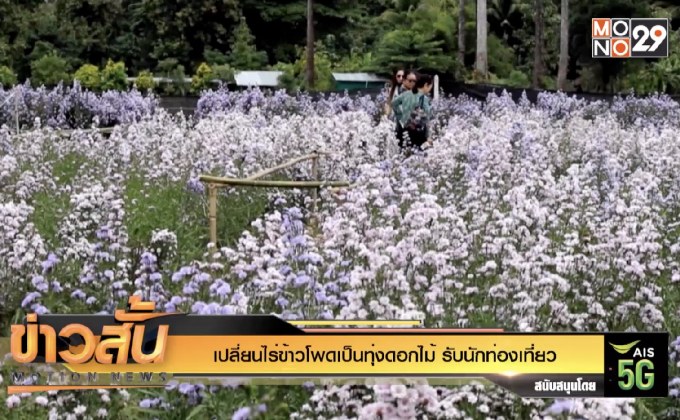 เปลี่ยนไร่ข้าวโพดเป็นทุ่งดอกไม้ รับนักท่องเที่ยว