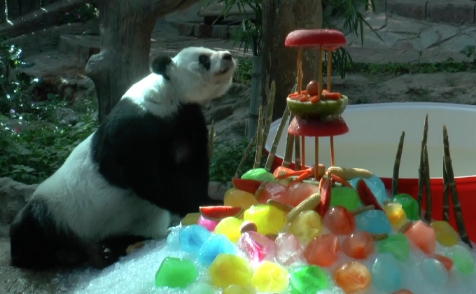 สวนสัตว์เชียงใหม่จัดงานวันเกิด“หลินฮุ่ย”