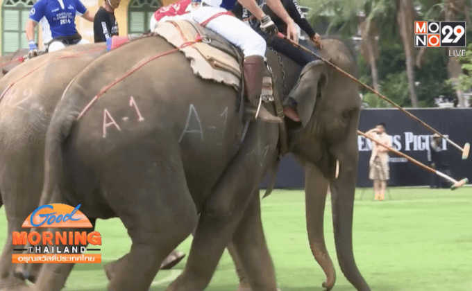 อดีตนักรักบี้ “ออลแบล็คส์” แข่งขี่ช้างโปโล