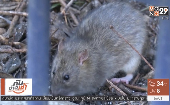 ปารีสเร่งกำจัดหนูหลังเหตุน้ำท่วม