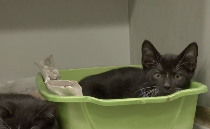 แมวจรจัดเตรียมซ้อม สำหรับโชว์ใหญ่ประจำปี