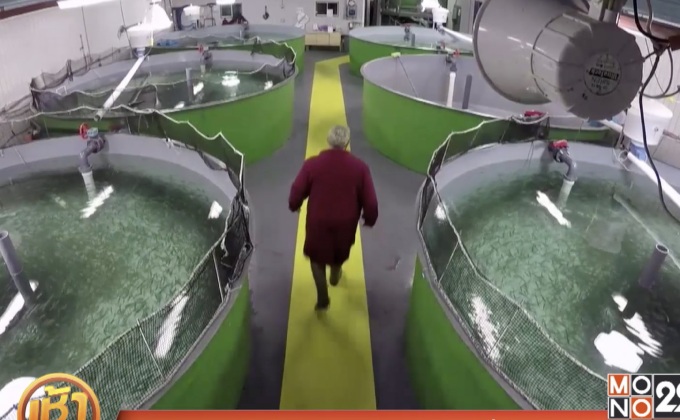 ปรสิตระบาดในปลาแซลมอนกระทบฟาร์มทั่วโลก