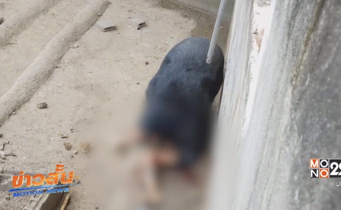 หมีควายสำนักสงฆ์ตะปบคนบาดเจ็บสาหัส