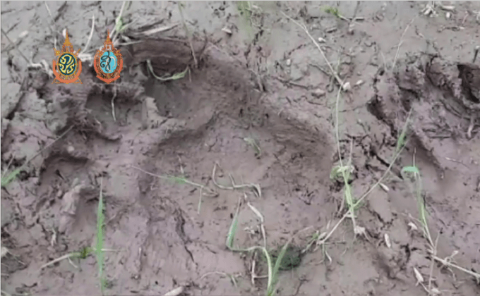 ชาวบ้านจ.นครนายกวิตกพบรอยเท้าหมี