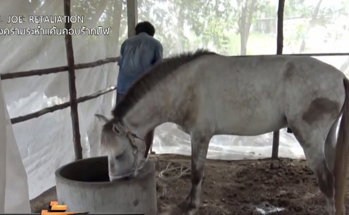 ผ่อนปรนม้าหัวหินให้บริการนักท่องเที่ยวสิ้นเดือนนี้